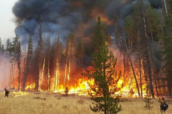 30 Pembakar Hutan  Ditangkap Luas  Hutan  yang Terbakar di 